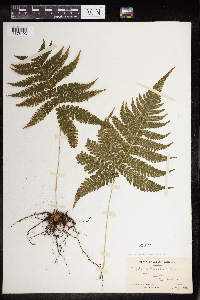 Phegopteris connectilis image