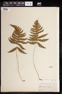 Phegopteris connectilis image