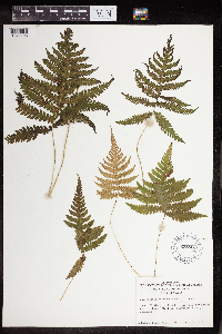 Phegopteris connectilis image