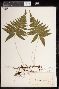 Phegopteris connectilis image