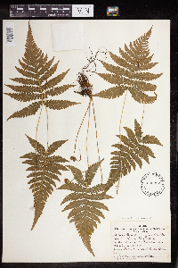 Phegopteris connectilis image