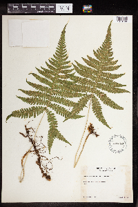 Phegopteris connectilis image