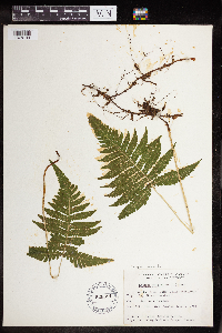 Phegopteris connectilis image