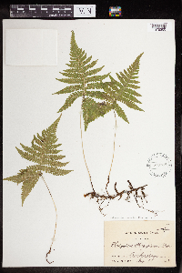 Phegopteris connectilis image