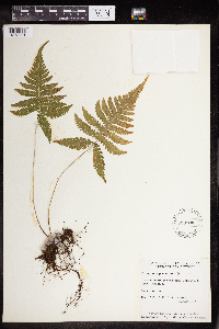 Phegopteris connectilis image