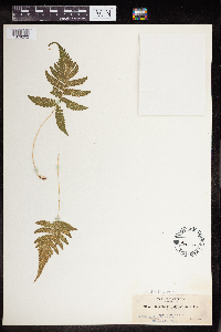 Phegopteris connectilis image