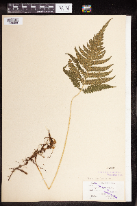 Phegopteris connectilis image