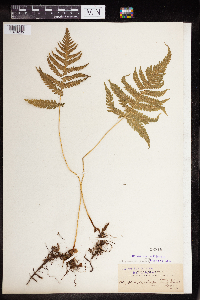 Phegopteris connectilis image