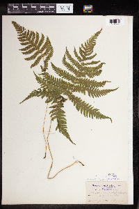 Phegopteris connectilis image