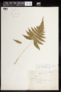 Phegopteris connectilis image