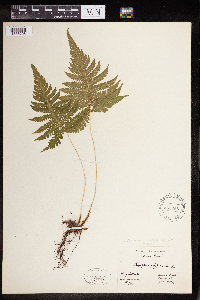 Phegopteris connectilis image