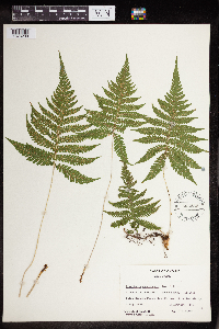 Phegopteris connectilis image