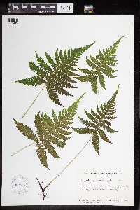 Phegopteris connectilis image