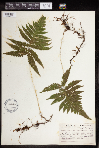 Phegopteris connectilis image