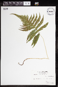 Phegopteris connectilis image