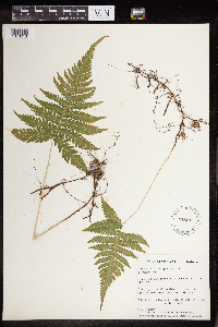 Phegopteris connectilis image