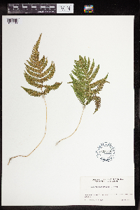 Phegopteris connectilis image