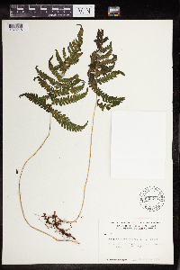 Phegopteris connectilis image