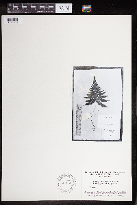 Phegopteris connectilis image