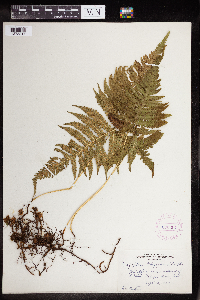 Phegopteris connectilis image