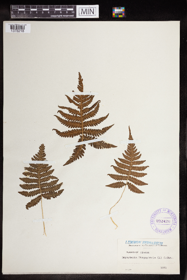 Phegopteris connectilis image