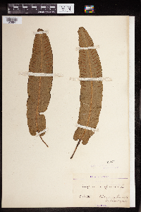 Asplenium scolopendrium image