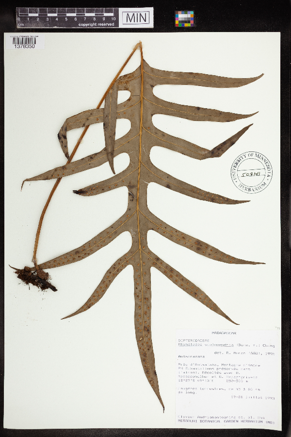 Phymatodes scolopendria image