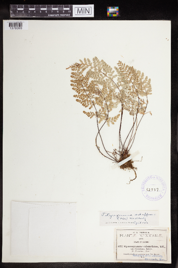 Pityrogramma dealbata image