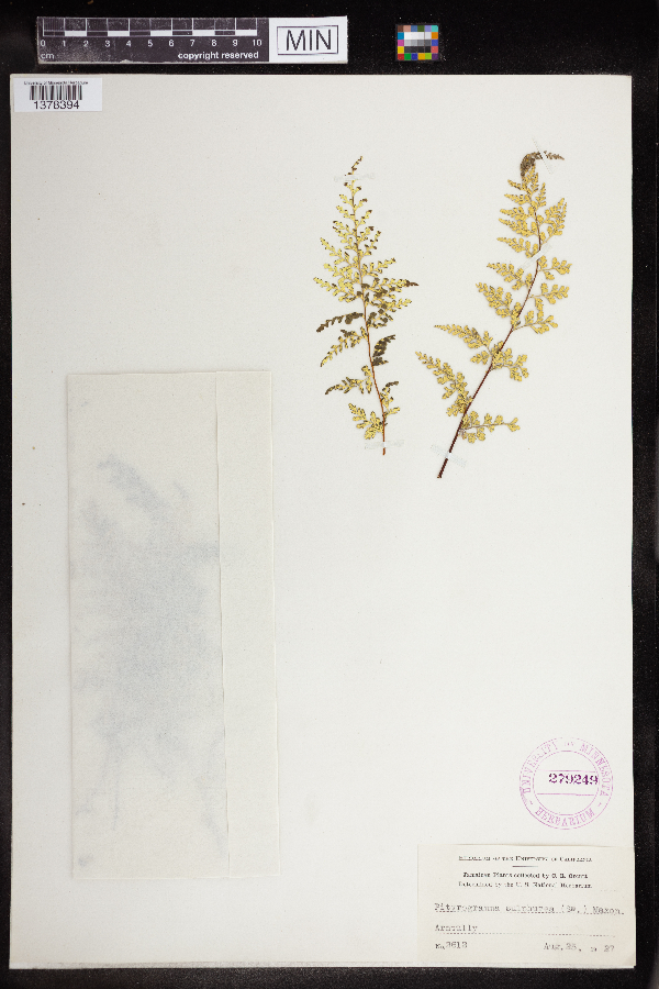 Pityrogramma sulphurea image