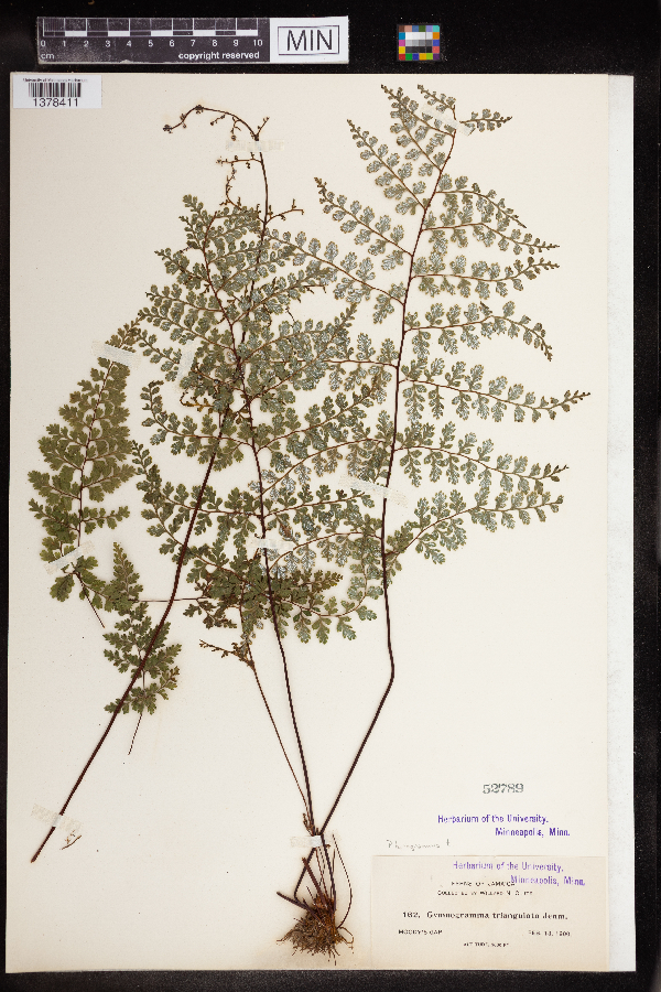 Hemionitis triangularis image