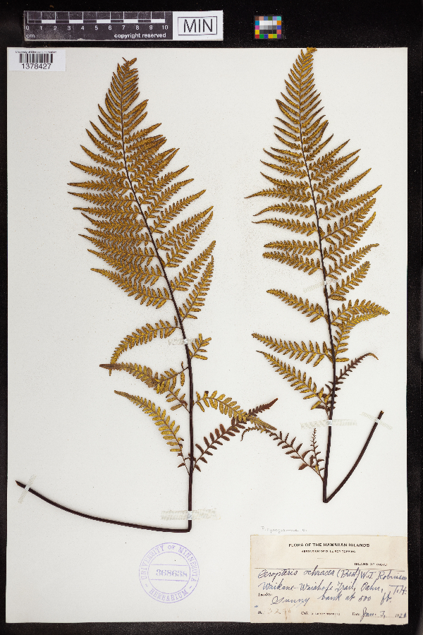 Pityrogramma ochracea image