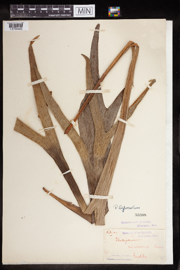 Platycerium alcicorne image