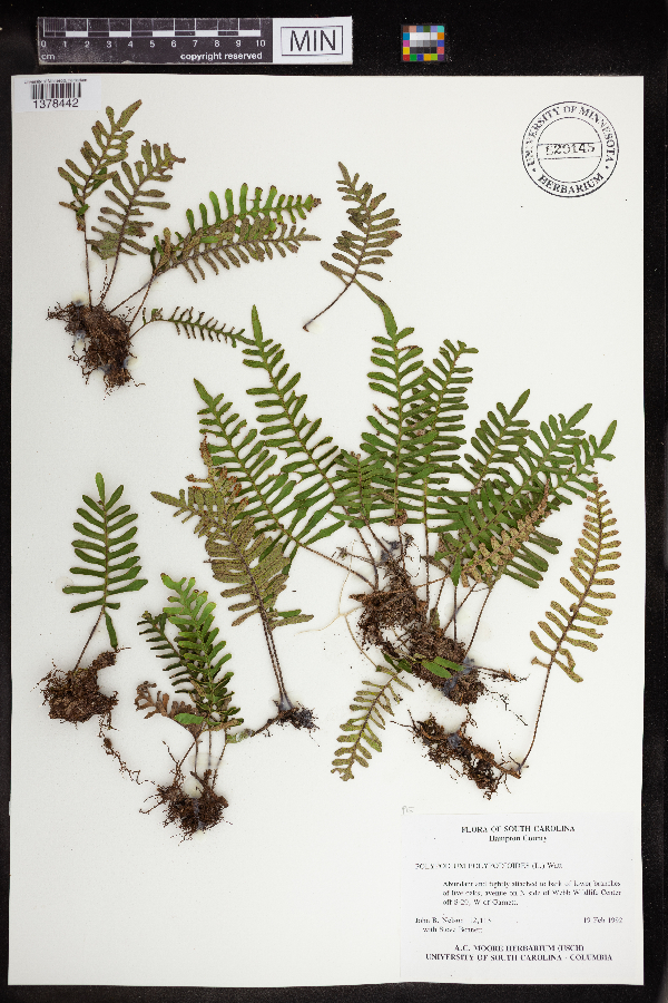 Pleopeltis polypodioides image