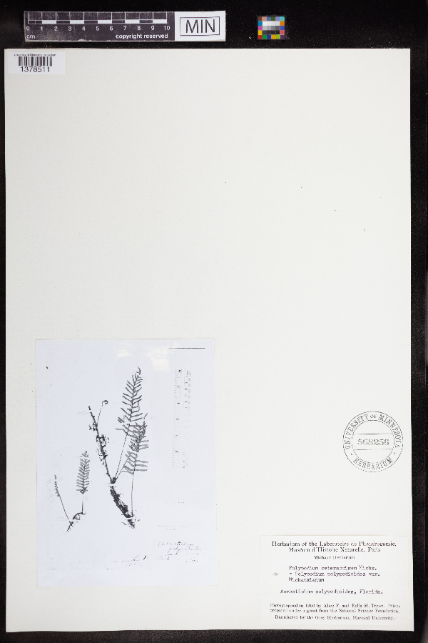 Pleopeltis polypodioides var. michauxiana image