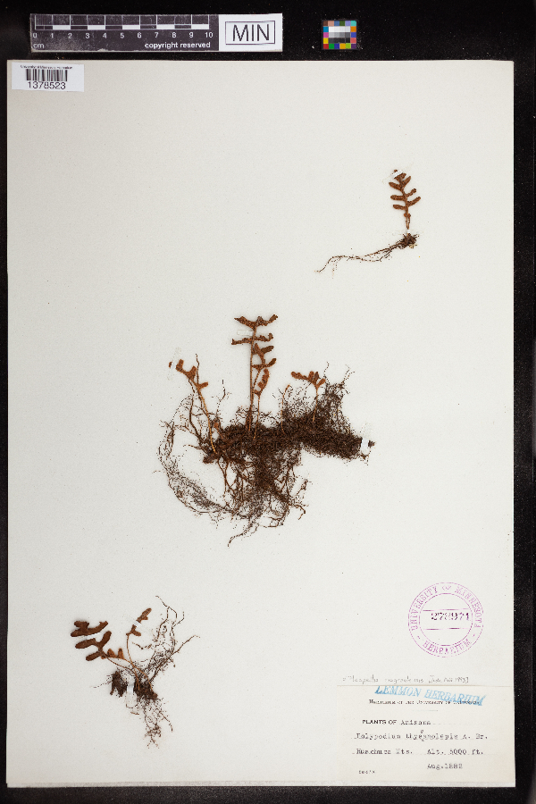 Polypodium riograndense image