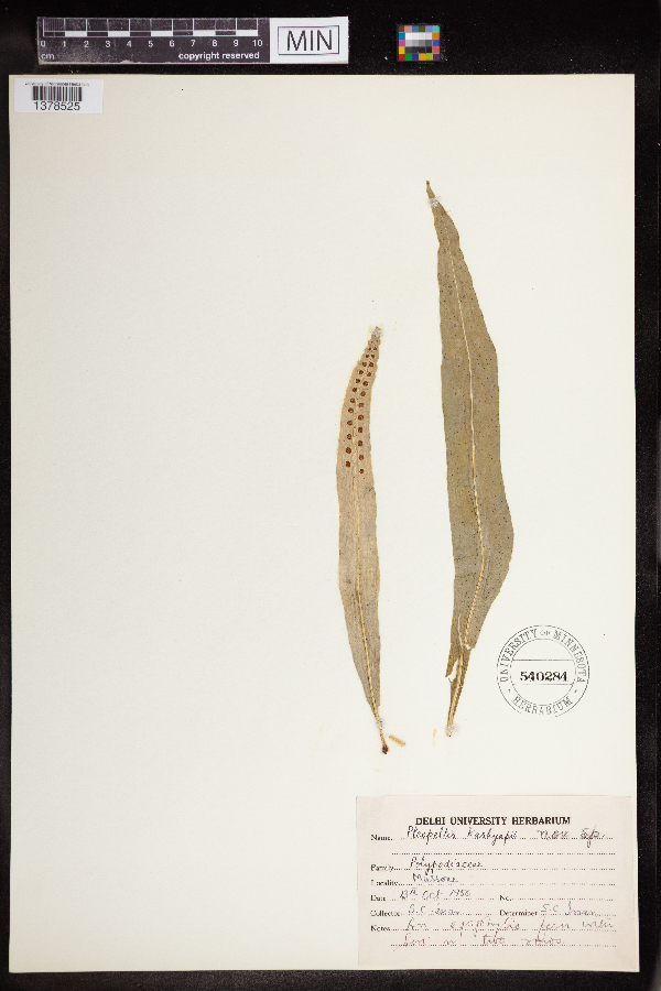 Pleopeltis kashyapii image