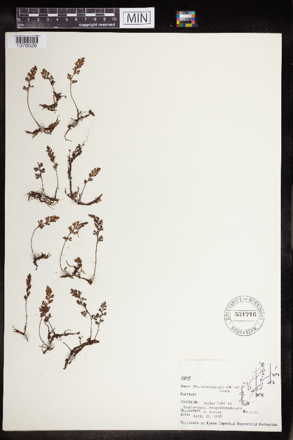 Pleurosoriopsis image