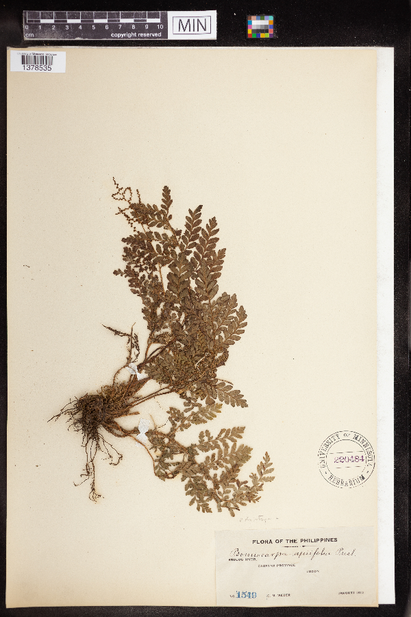 Dryopteridaceae image