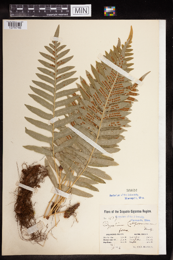 Polypodium californicum image