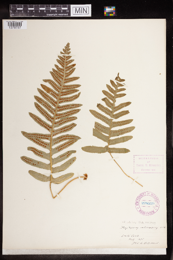 Polypodium calirhiza image