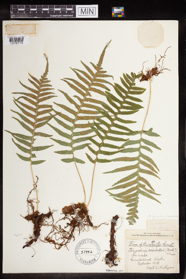 Polypodium glycyrrhiza image