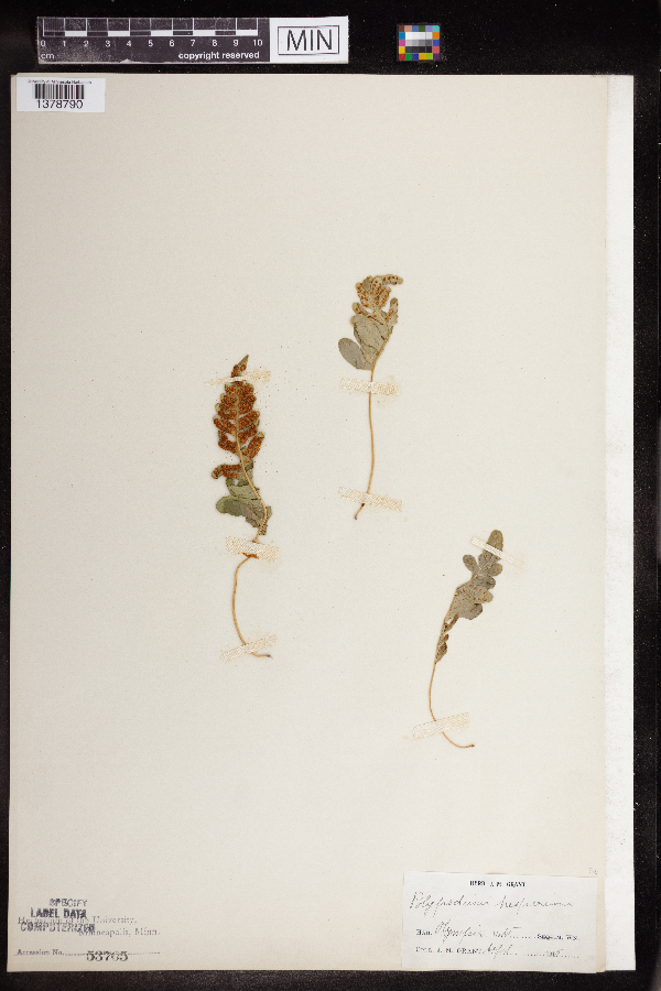 Polypodium hesperium image