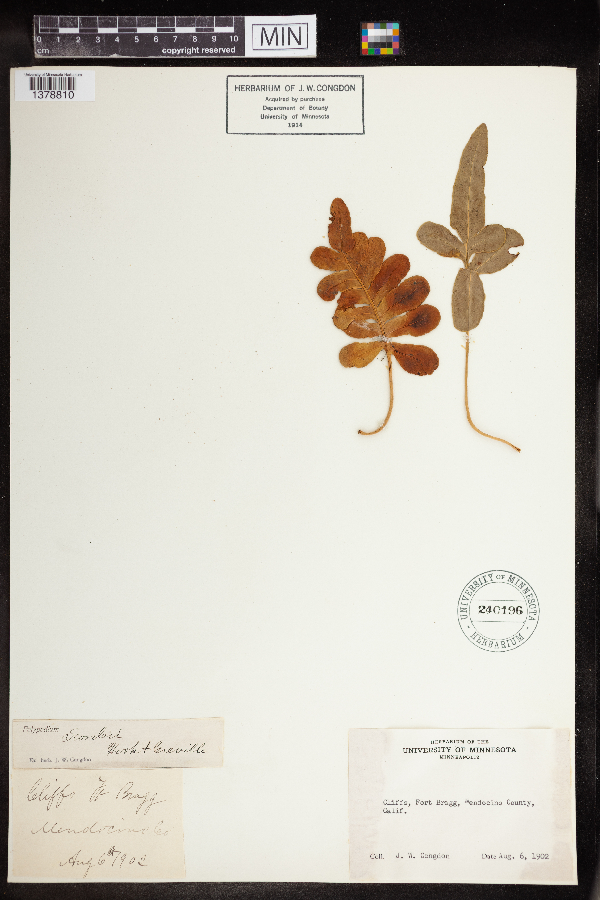 Polypodium scouleri image