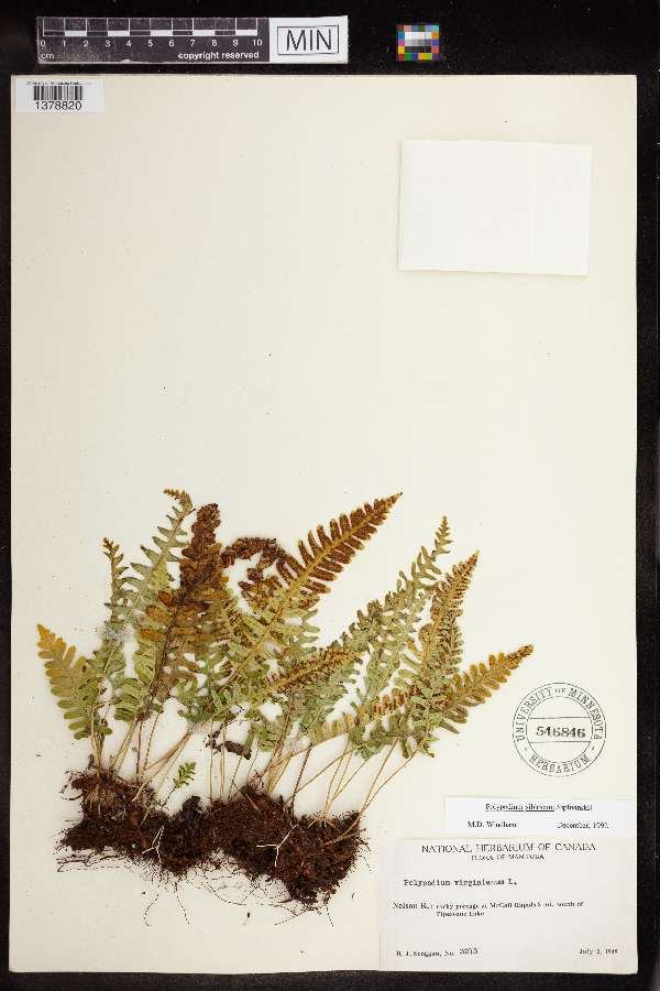 Polypodium sibiricum image