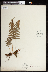 Polypodium virginianum image