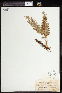 Polypodium virginianum image