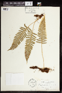 Polypodium virginianum image