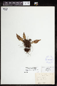 Polypodium virginianum image