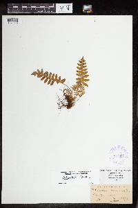 Polypodium virginianum image