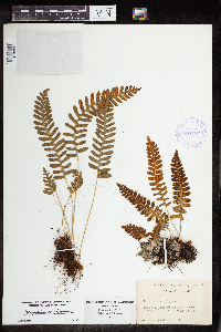 Polypodium virginianum image